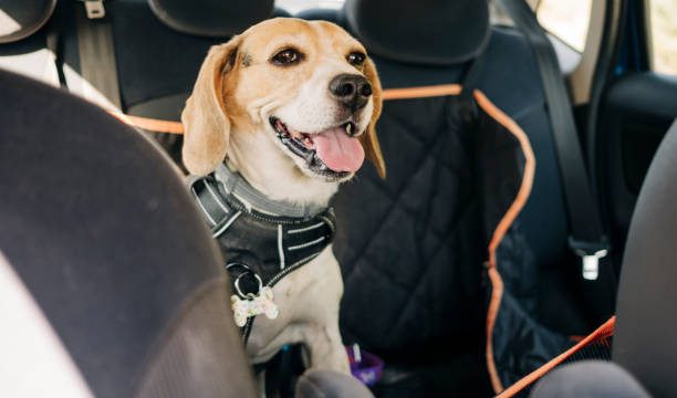 How to Protect Your Car's Leather Upholstery If You Have Pets