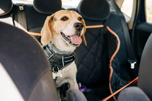 How to Protect Your Car's Leather Upholstery If You Have Pets